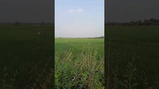 Natural view of green fields #shortvideo #shorts #nature