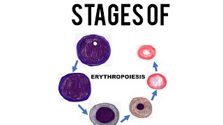 ERYTHROPOIESIS STAGES