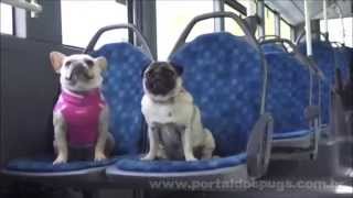 Arriva - Comercial de TV - Propaganda com Pug