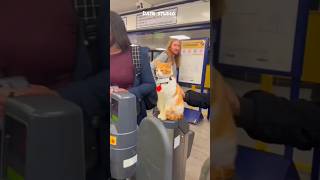 This cat works as as ticket cheker #science #fact  #knowledge #video #trending #shorts