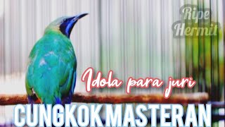 masteran cucak cungok idola para JURI