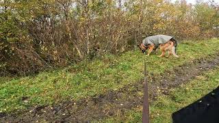 German shepherd on walk. Eros på tur. 26.09.2024. still you tubes most boring video part 1