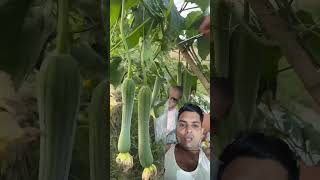 Cutting #trending #subscribe #vegetables #cucumber #kisan #share #like #shorts