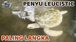 PALING LANGKA DI ANTARA HEWAN LANGKA || PENYU HIJAU LEUCISTIC SUPER LANGKA