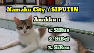 SiPutin - SiRus - SiBel & SiRen || Kucing Elgaza