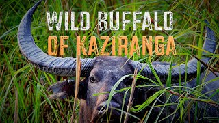 #endangered #Wild Buffalo of #kaziranga | 4KUHD | #nature #wildlife #jungle #safari #adventure