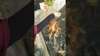 DISA Feeding The Fish, Kasih Makan Ikan di Kolam Depan Masjid