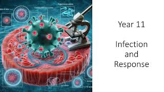 Year 11 Infection and response revision questions