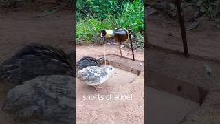 simple Bird Trap // Animals Bird Trap using Bottle #shorts