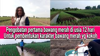 pengobatan awal bawang merah di usia 12 hari,untuk membentuk karakter bawang merah yang sempurna