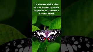 Quanto vivono davvero le farfalle? #shorts #curiosità #farfalle #cute#butterfly