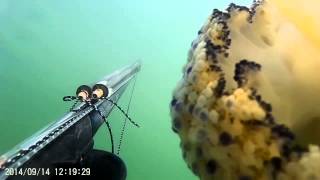 Pesca submarina alicante,  una medusa