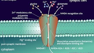 The Three G's - Glutamate, GABA, and Glycine