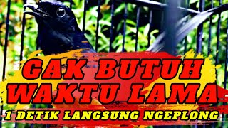 GAK BUTUH LAMA MURAI BATU LANGSUNG NGEPLONG BOS ❗ pancingan murai batu langsung bunyi