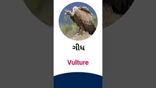 Vulture  meaning in Gujarati - English Dictionary