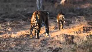 Wild Tigress and cub Bandipur, India