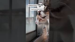 Kucing kesurupan #shortsvideo #shortvideo #kucing #kucinglucu