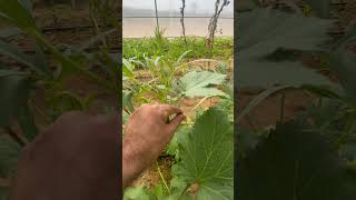 Fresh Okra Field #agro #greenhouse #hydroponics #reels #organic #shortvideo #youtubeshorts #uae