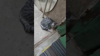 NEMO - kucing tidurnya melingker kyk tringgiling