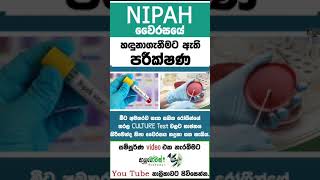 NIPAH | නිපා වෛරසය |Covid 19 වලට වඩා භයානක Nipah වෛරසය | MLTAnushika Perera #nipahvirus #nipah#නිපා4