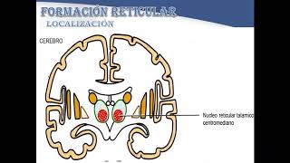 FORMACIÓN RETICULAR