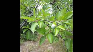 Chickasaw Plums