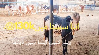 cattle farming/ bhains colony mandi itny sasta farm @mandivlogswithejaz4258