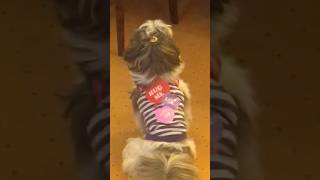 Throwback 2018: Skye trying to open her treat | Spoiled Shih Tzu