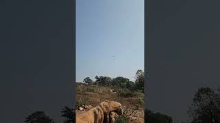 amazing landing of black kite