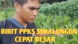 Bibit PPKS Simalungun cepat besar