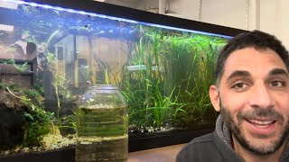 Galaxy Rasbora added to Shrimp and Bristlenose Pleco Tank (2024)