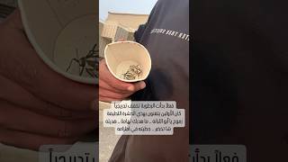 الله يسامحني كنت أحاول أتعلم للعبتها أكسر رجولها و أعلقها في قشة قصب و بعر و بعدها ما عرفت#زموح