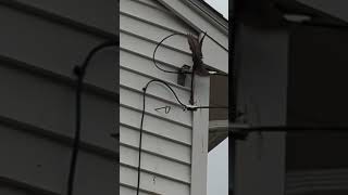 Mother bird desperately trying to save her baby stuck under the roof #birds #shorts