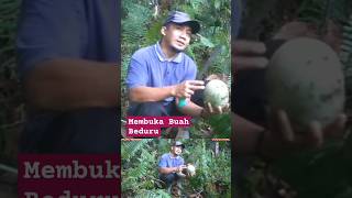 MEMBUKA BUAH BEDURU DI HUTAN