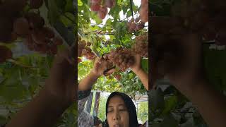 Kebun Anggur Mama Zuly Wahono - Di Lamongan Jawa Timur - Jenis Ninel