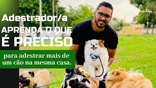 Adestrador/a aprenda o que é preciso para adestrar mais de um cão na mesma casa.