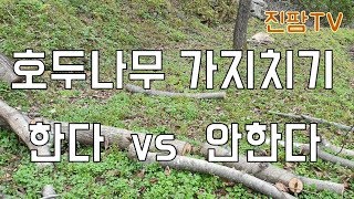 호두나무에 대한 첫번째 QnA - 호두나무 가지치기 한다 vs 안한다