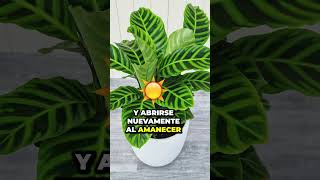 Descubre 5 plantas exóticas que transformarán la decoración de tu hogar 🍃✨