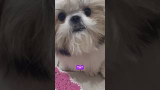 Acho que ela não quer gravar 🐶 #shorts #shortsviral #dog #shihtzu