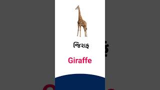 Giraffe meaning in Gujarati  - English dictionary