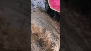 Some fun fourwheeler clips #like #foryou #trend #trending #subscribe #cool #honda #mud #clouds