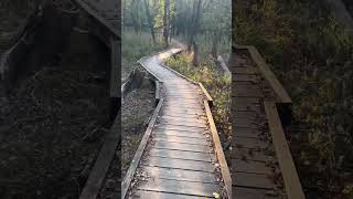 Woodpecker Trail Boardwalk! #nature #forest #tree