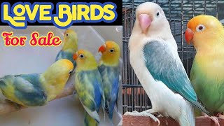 Love Birds Price In Pakistan | Love Birds Price 2022 | Khan Birds Collection