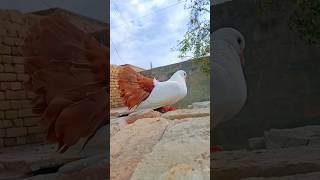 American Fantail Pigeon | Lakha pigeon | #shorts #pigeons