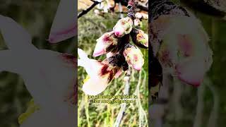 almendros en flor