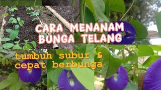 cara menanam bunga telang dari bibit ke lahan, (agar cepat berbunga & subur)