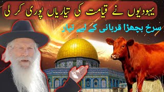 #redheifer #Israel Sacrificing Red Heifer To Replace Al Aqsa : update 2024