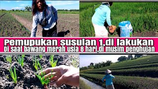 pemupukan susulan ke 1,di usia bawang merah 8 hari,di saat musim hujan ( bulan 2)