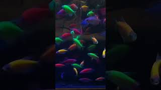 Ikan glofis koleksi d rumah #banyuwangi #glofish