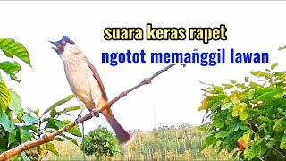 Suara Burung Kutilang Gacor Suara Keras 100%Ampuh Untuk Suara Panggilan